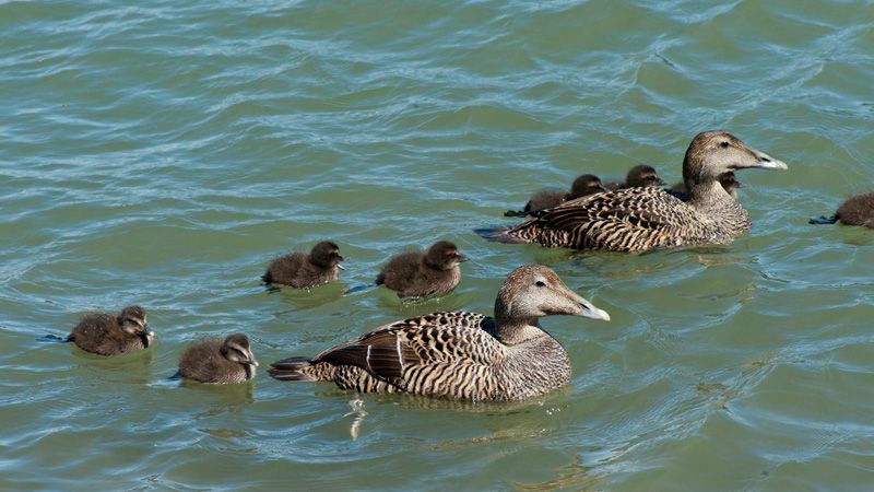jussijussimurtosaarimurtosaari