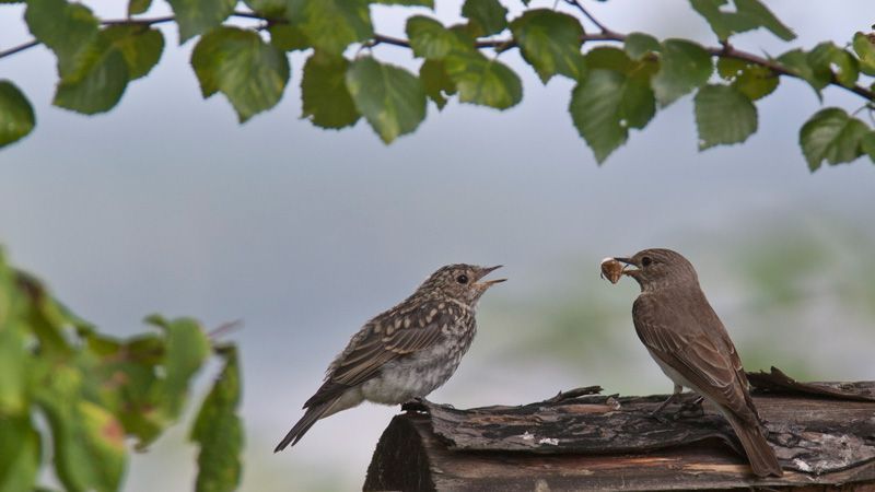 jussimurtosaarijussimurtosaari