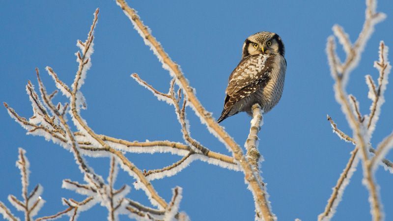 jussijussimurtosaarimurtosaari