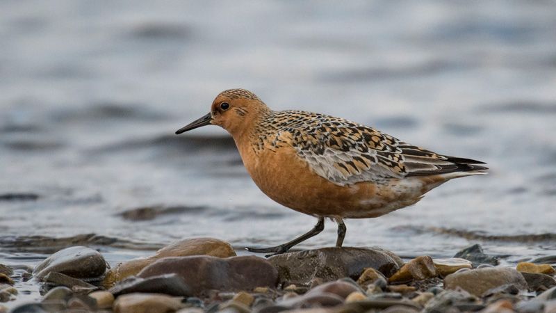 jussimurtosaarijussimurtosaari