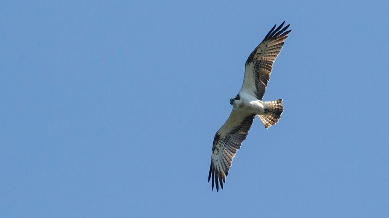 jussimurtosaarijussimurtosaari