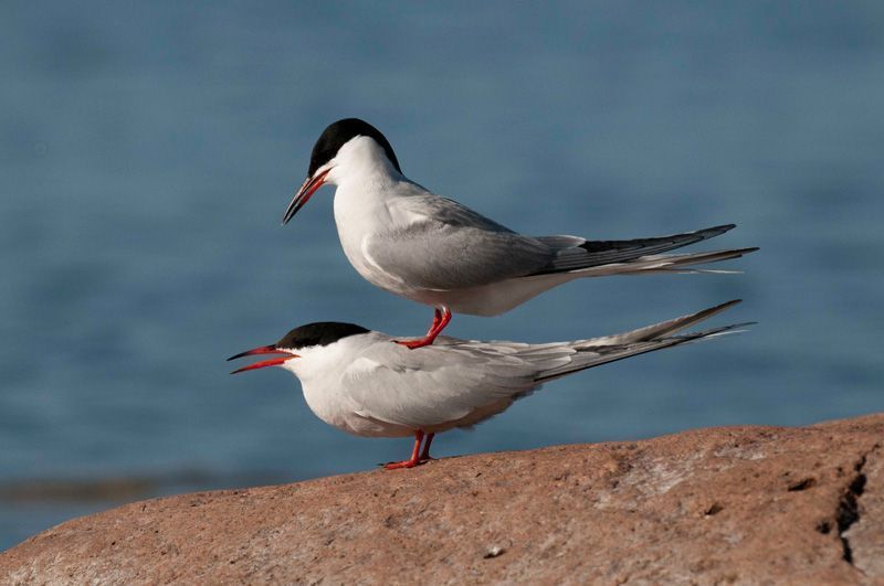 jussimujussimurtosaarirtosaari