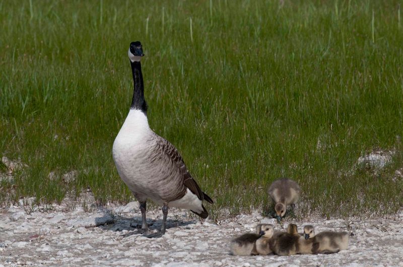 jussimurtojussimurtosaarisaari