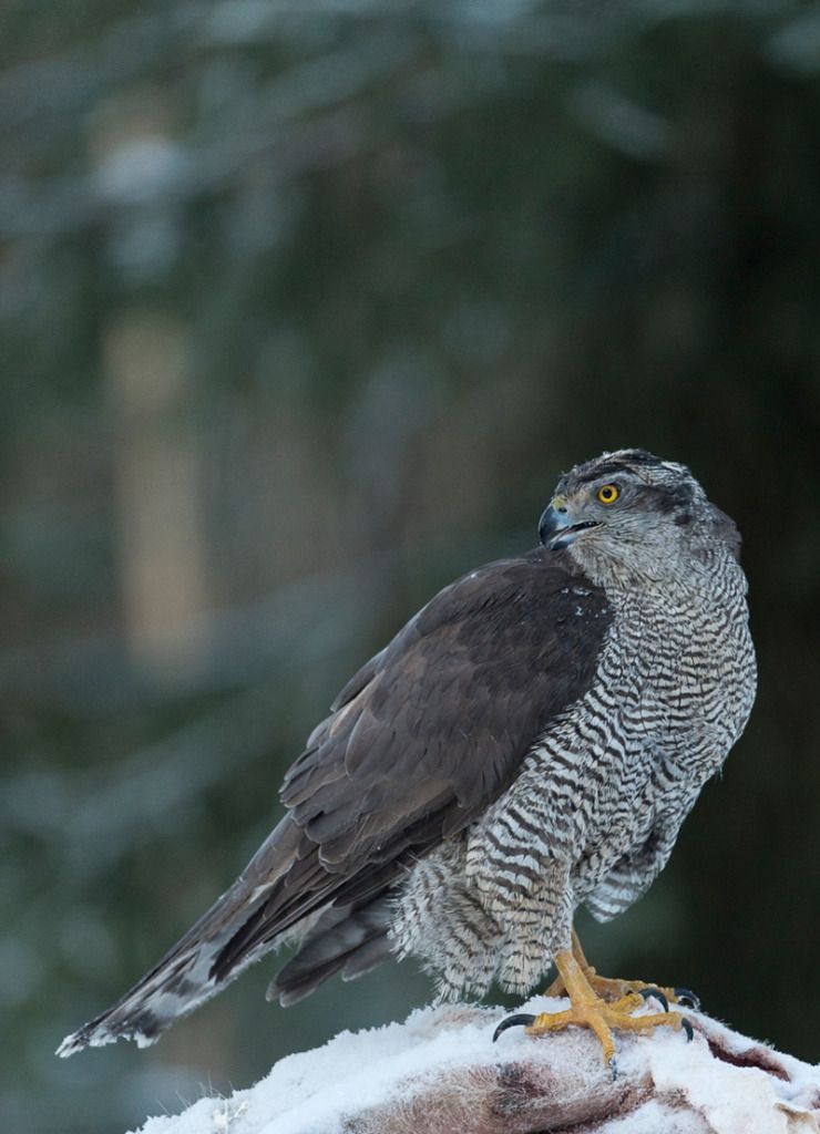 jussimurtosajussimurtosaariari