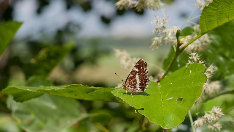 jussimurtosaarijussimurtosaari