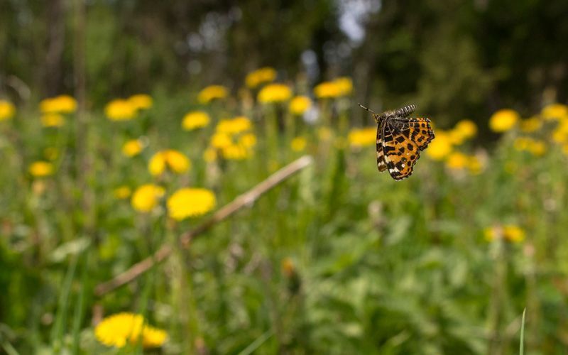 jussimurtojussimurtosaarisaari