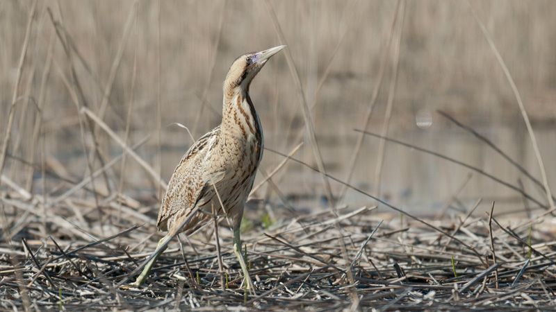 jussimurtosaajussimurtosaariri