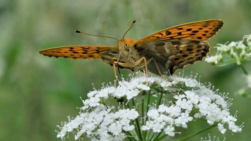 jussimurtosaajussimurtosaariri