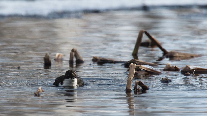 jussijussimurtosaarimurtosaari