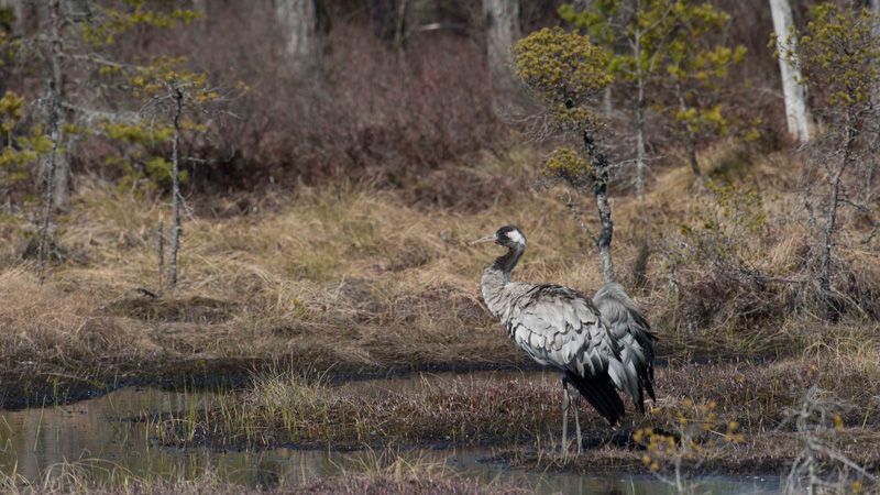 jussimurtojussimurtosaarisaari