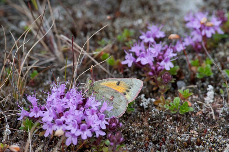 jussimurtosaarijussimurtosaari