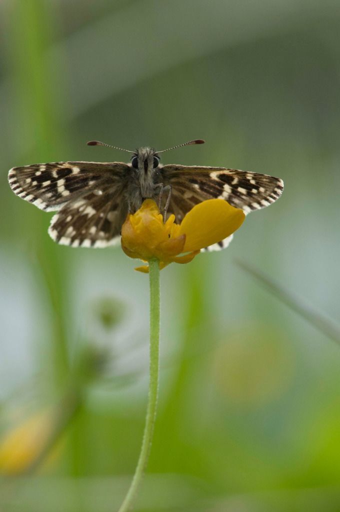 jussimurtosaarijussimurtosaari