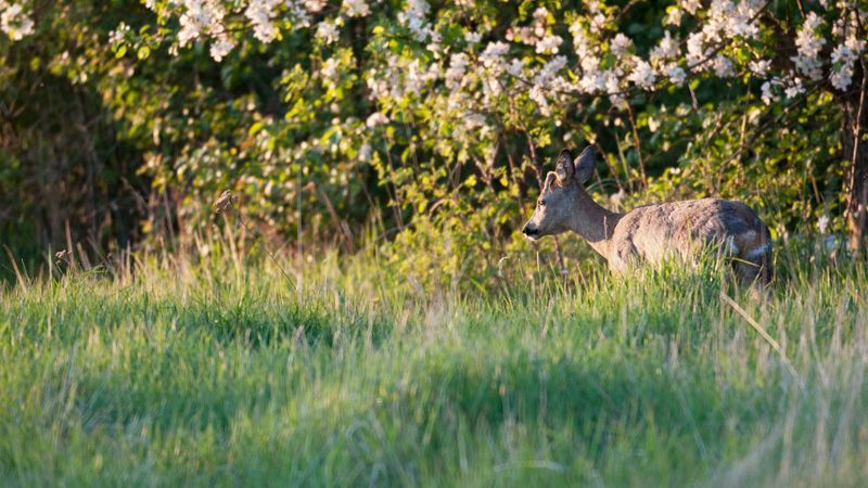 jussimurtosaarijussimurtosaari