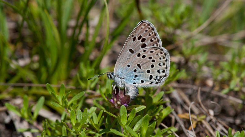 jussimujussimurtosaarirtosaari