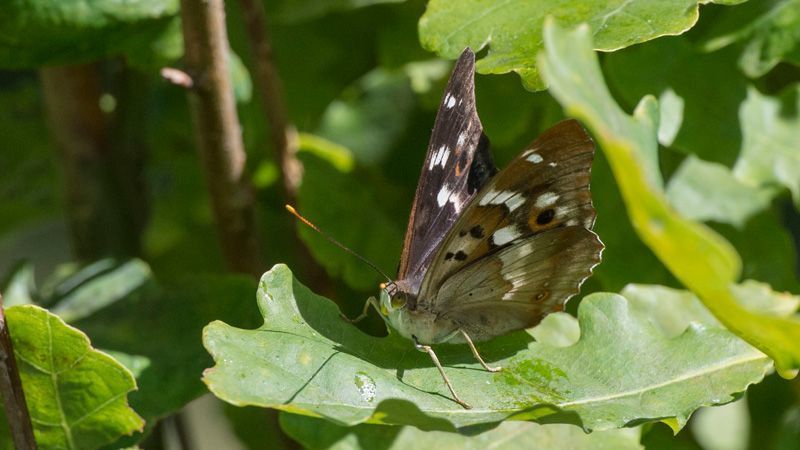 jussimurtosaarijussimurtosaari