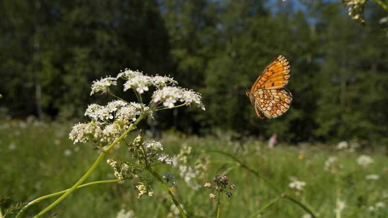 jussimujussimurtosaarirtosaari