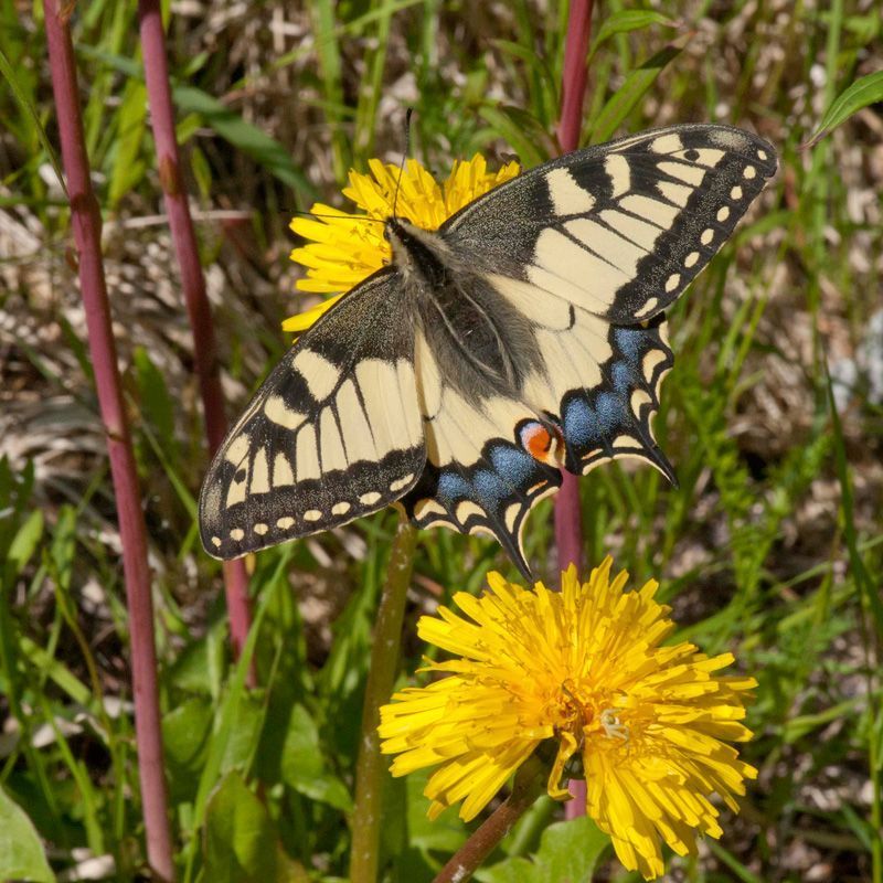 jussimurtosaarijussimurtosaari