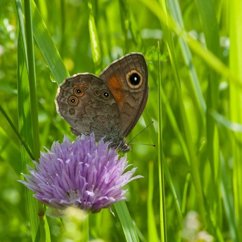 jussimurtosaarijussimurtosaari