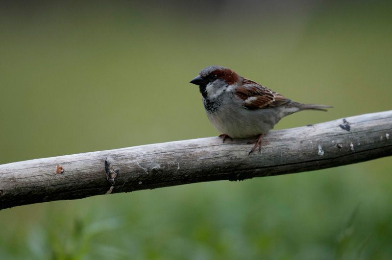 jussimurtosaarijussimurtosaari