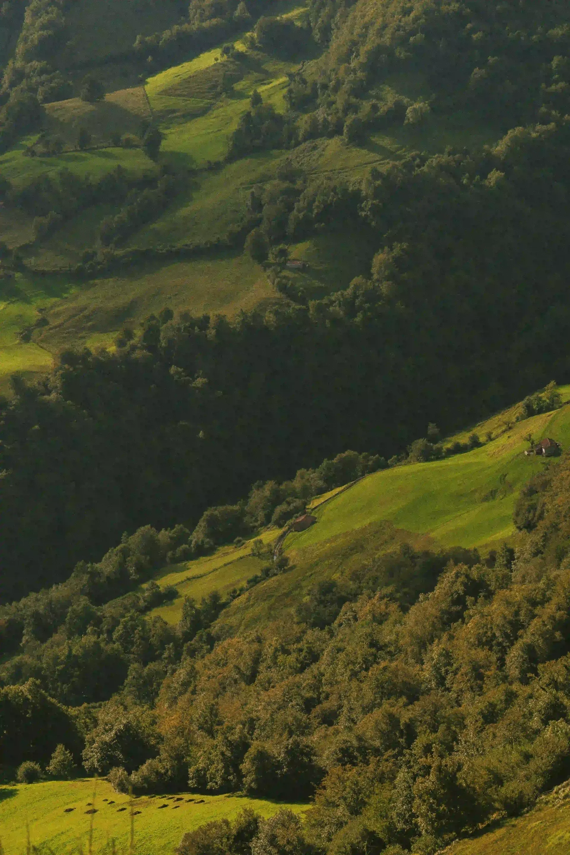 Primer plano de fentos verdes creciendo en el bosque de Lugo, mostrando la vegetación típica húmeda y densa de Galicia.