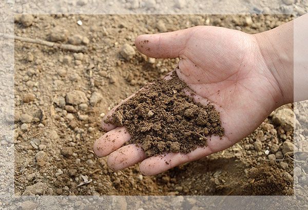 Main tenant une poignée de terre sombre et humide à l'extérieur.