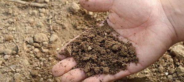 Main tenant une poignée de terre sombre et riche, avec plus de terre visible à l'arrière-plan.