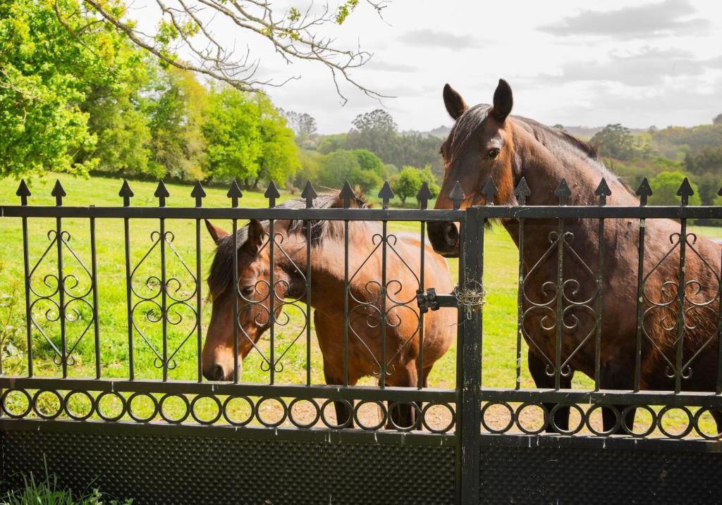 Dos caballos detrás de una valla negra en un prado verde en un día soleado.