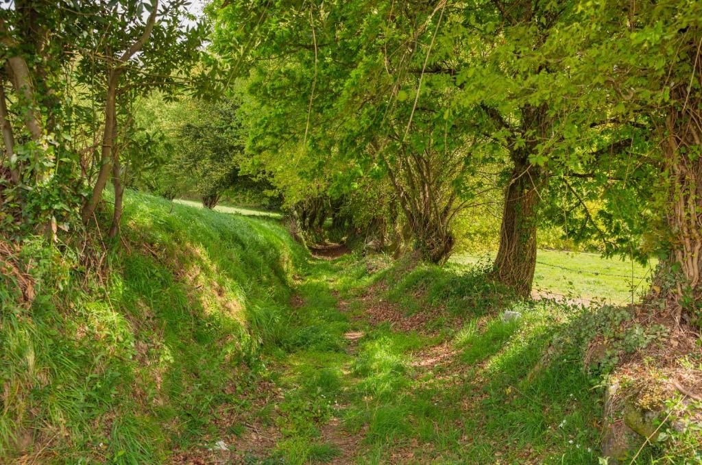 Un estrecho sendero cubierto de hierba bajo la sombra de árboles frondosos en un bosque verde bañado por el sol.