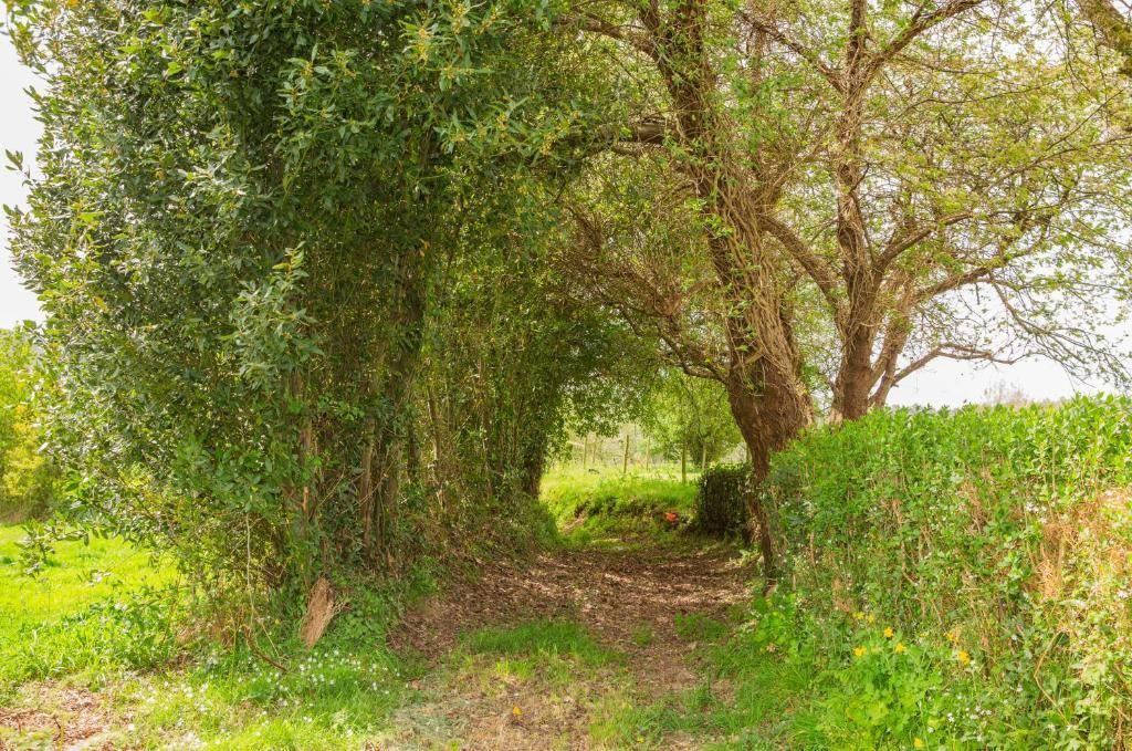 Árboles frondosos y hierba alta forman un sendero sombreado en un campo rural.