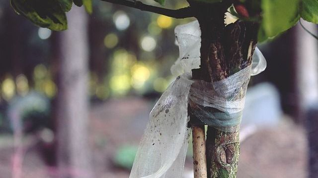 Nahaufnahme eines Baumstamms, mit durchsichtigem Plastik umwickelt, Grüne Blätter, unscharfer Hintergrund