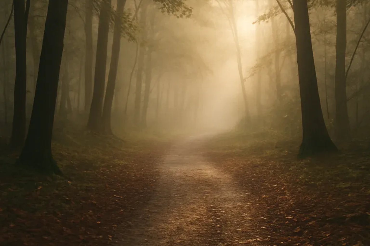 Ein unbefestigter Pfad führt durch einen nebligen Wald mit hohen Bäumen, durch die das Sonnenlicht hindurchscheint.