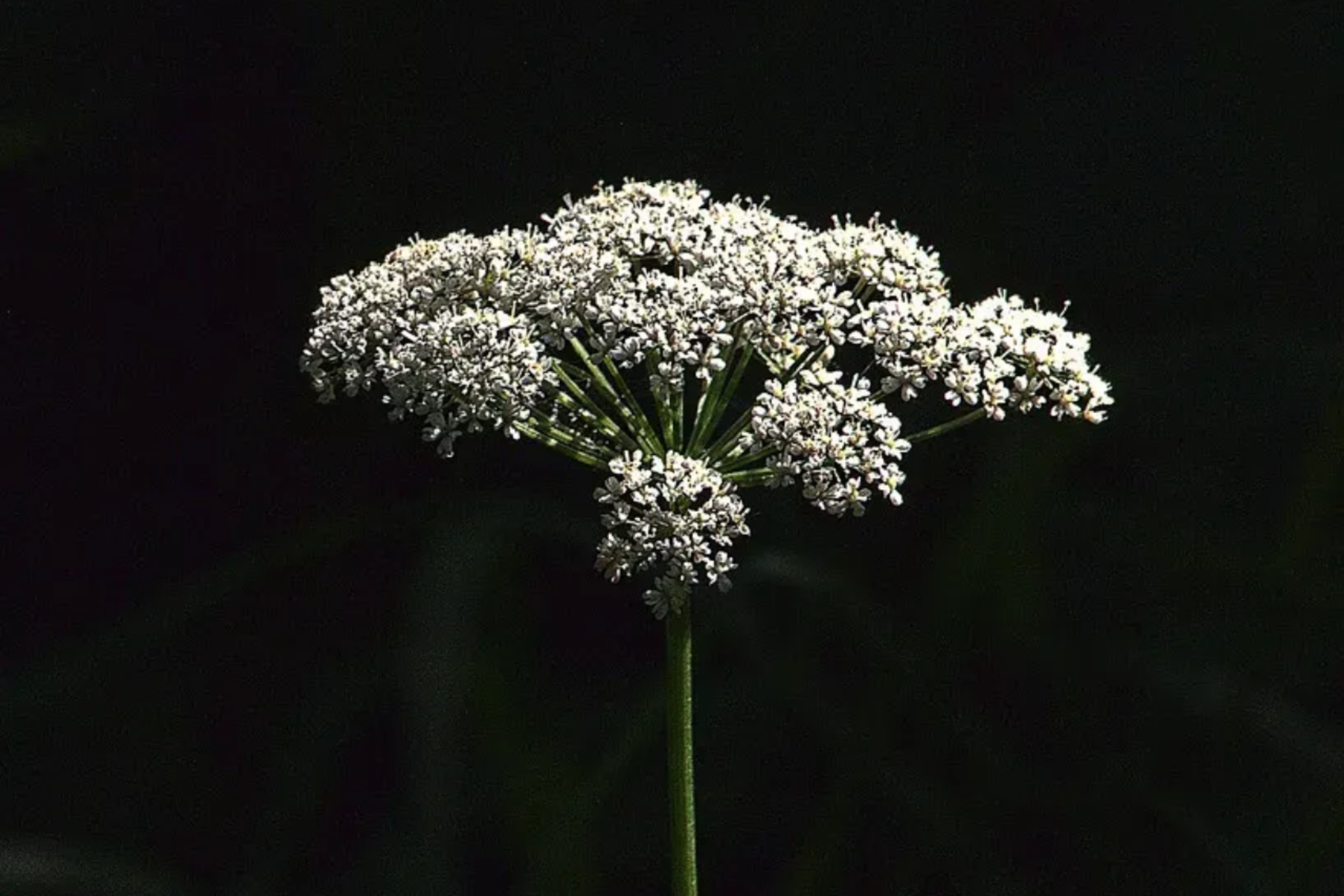 Eine weiße Doldenblüte an einem dünnen grünen Stiel hebt sich deutlich vom dunklen Hintergrund ab.