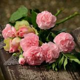 Rosa Nelken und Rosen liegen auf einer verwitterten Holzbank, umgeben von grünen Blättern.