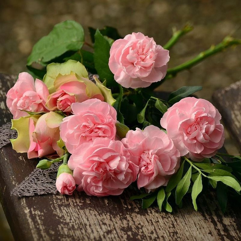 Rosa Nelken und Rosen liegen auf einer verwitterten Holzbank, umgeben von grünen Blättern.