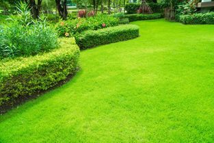 grüne Rasenfläche mit Heckengestaltung