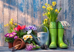 grüne Gummistiefel neben Metallgießkanne, mit Narzissen, Tulpen und weiteren bunten Blumen