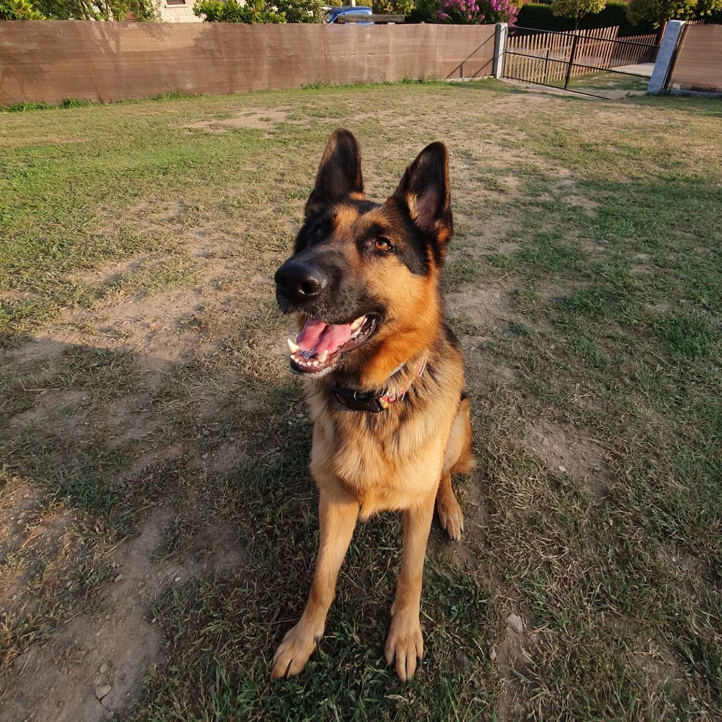 Un perro pastor alemán está sentado en la hierba y mira a la cámara.