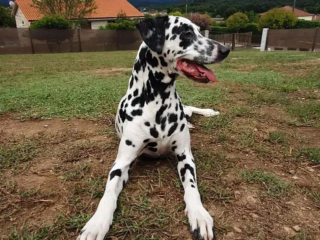 Un perro dálmata está tumbado en la hierba con la lengua fuera.
