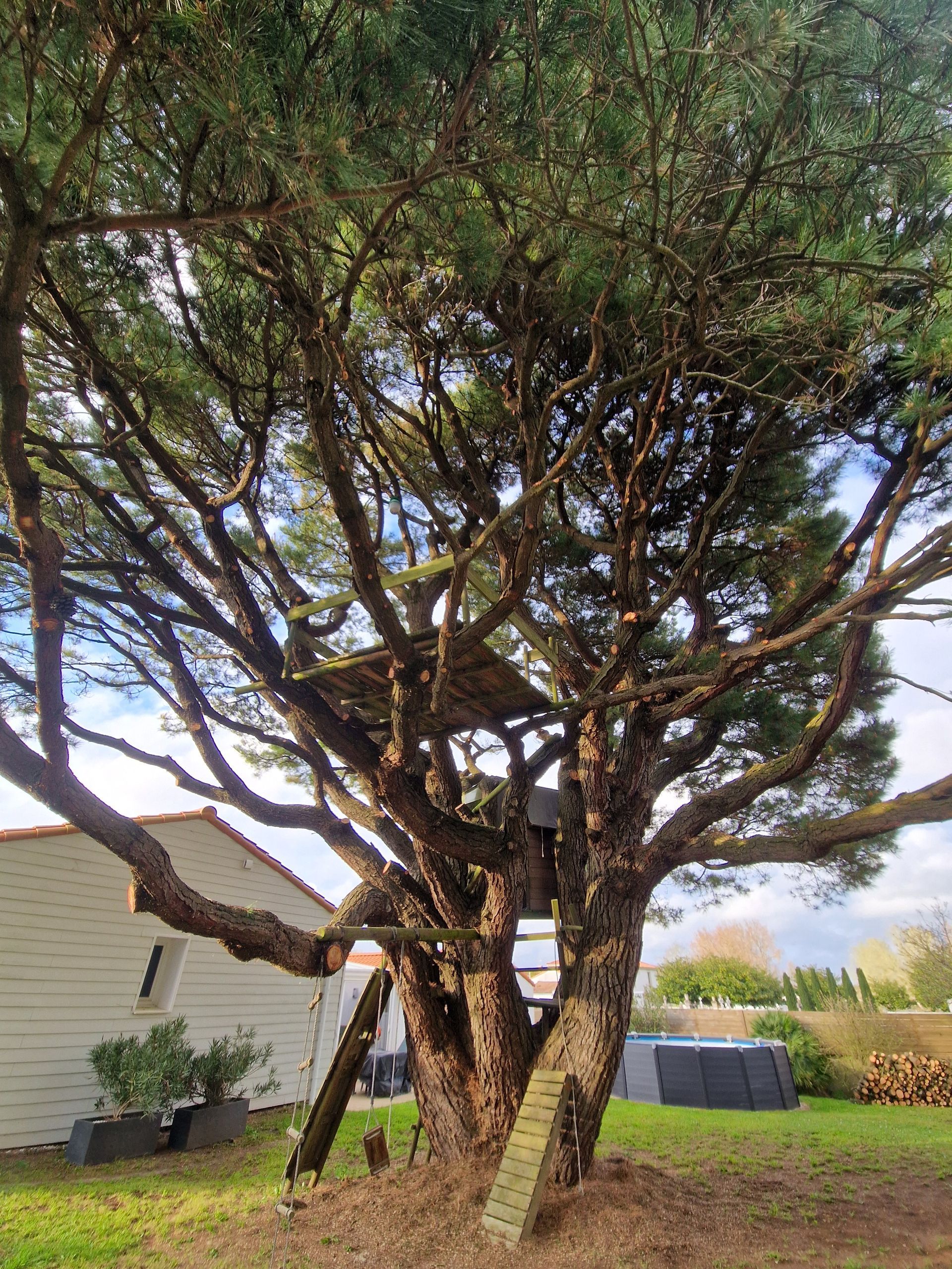 Une cabane perchée dans les branches d'un grand pin mature, dans un jardin herbeux près d'une maison blanche.