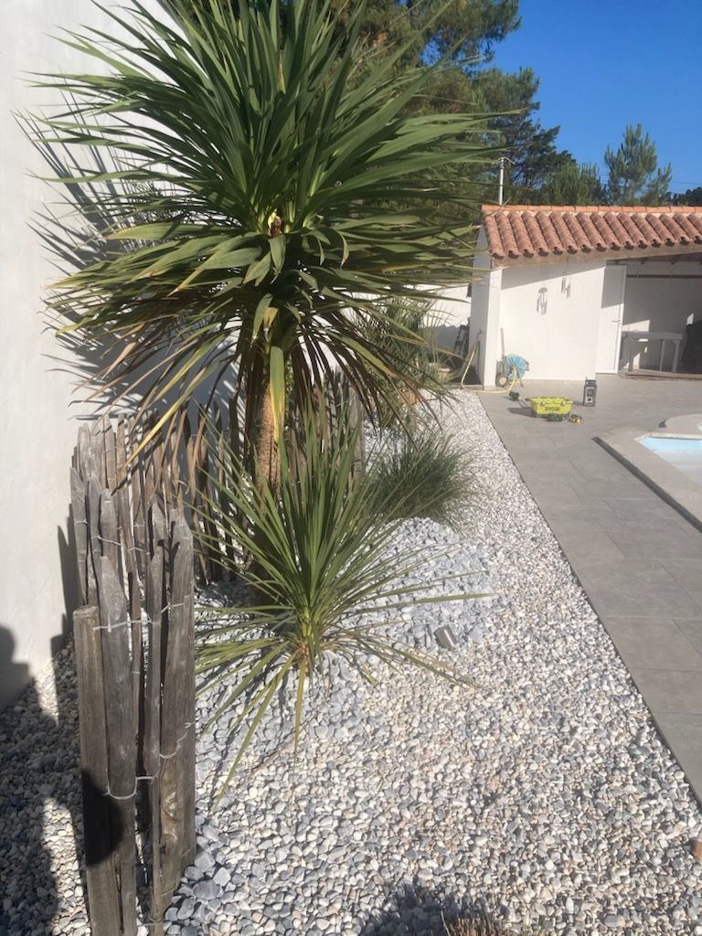 Deux yuccas se dressent dans un parterre de gravier, à côté d'un mur blanc, d'une clôture en bois et d'une terrasse de piscine.