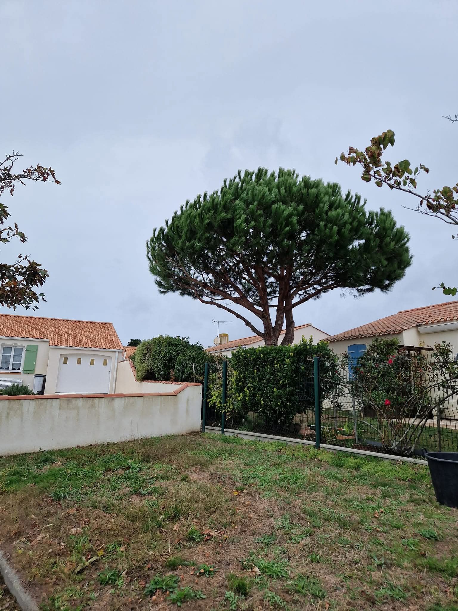 Un grand pin en forme de parasol se dresse dans un jardin, entre deux maisons aux toits de tuiles, sous un ciel nuageux.