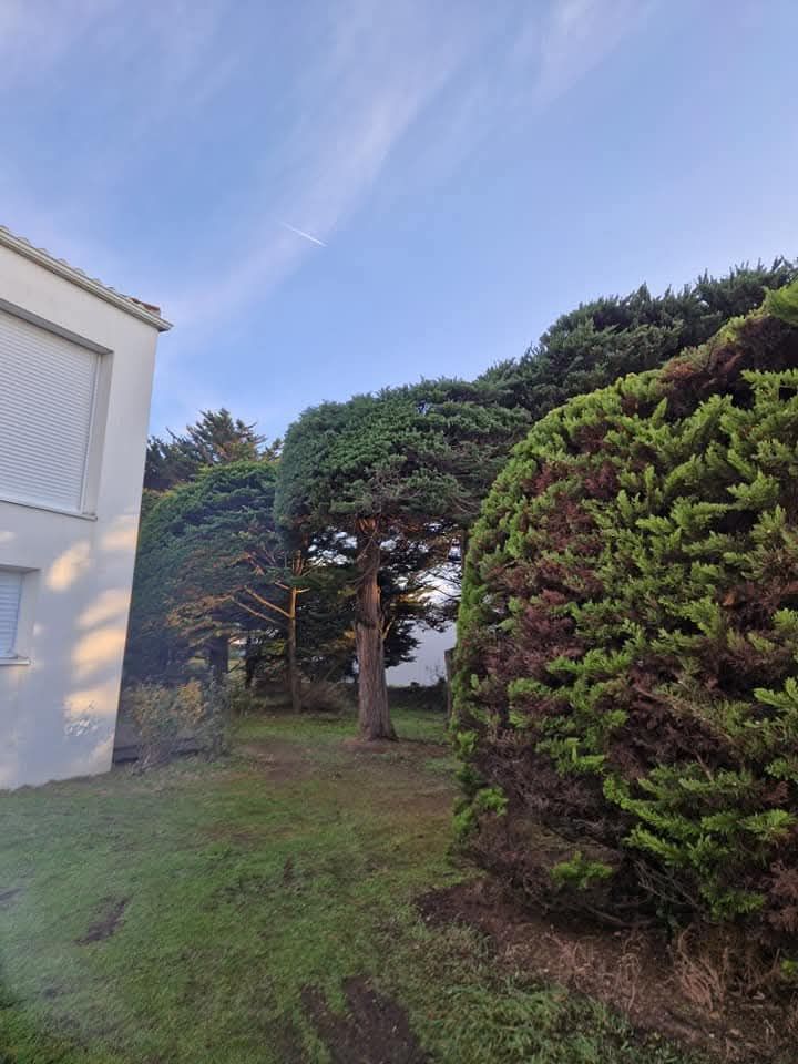 L'extérieur d'une maison blanche jouxte une pelouse verte ornée d'un grand buisson bien taillé et d'arbres matures, sous un ciel bleu.
