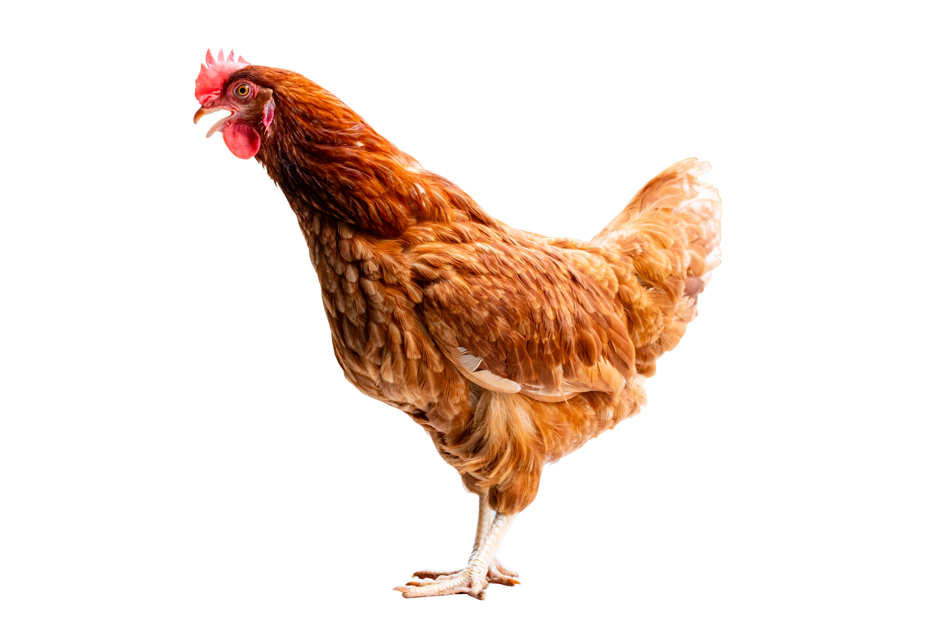 Poule de profil