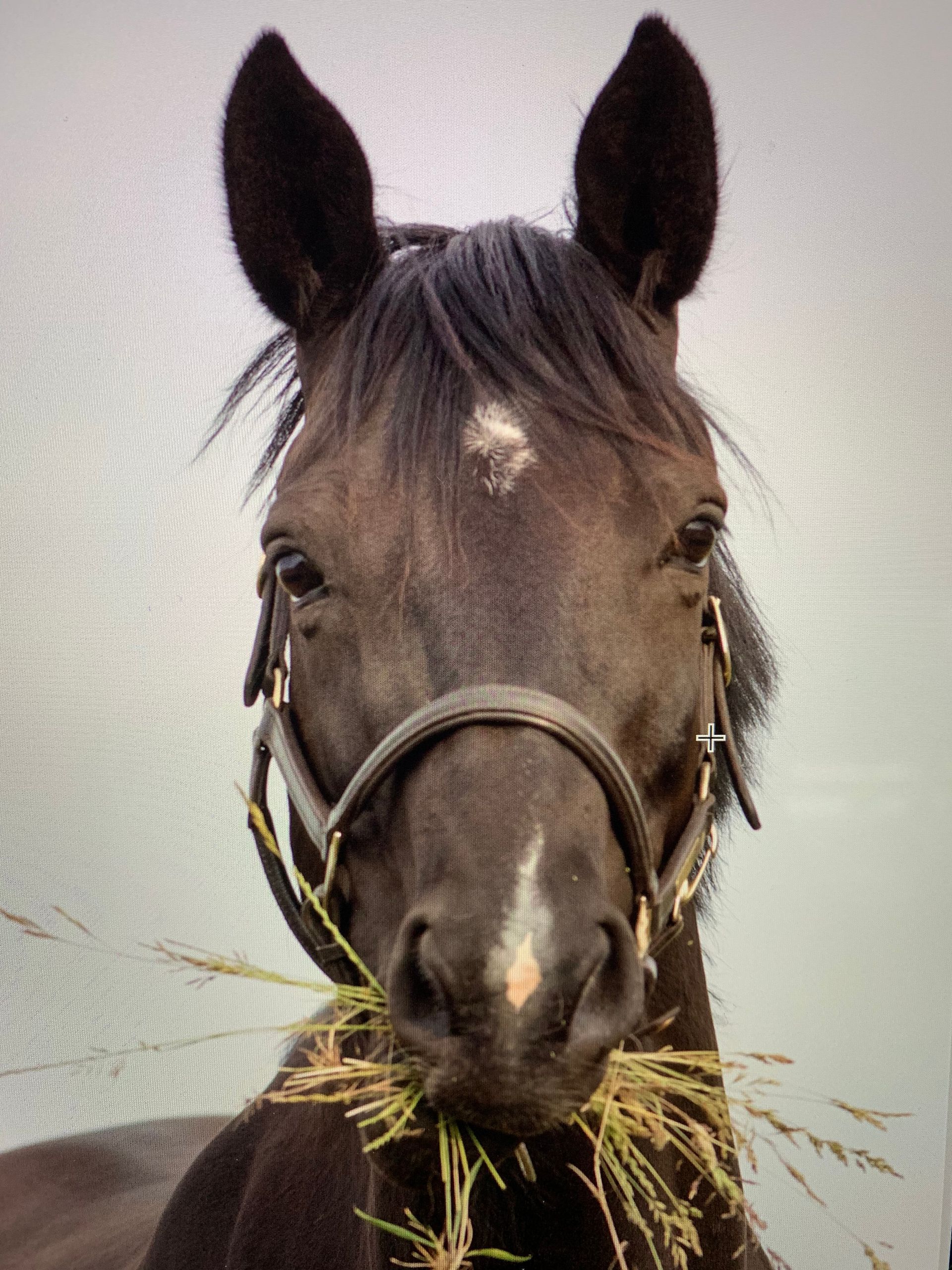 ein schwarzes Pferd mit einem weißen Punkt auf der Nase
