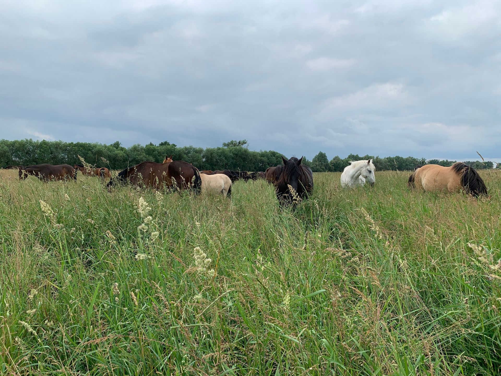 eine Herde Pferde , die in einem Feld grasen