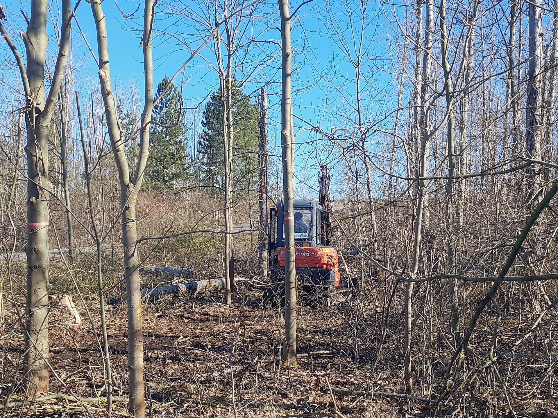 Ein Bulldozer fällt Bäume in einem Wald.