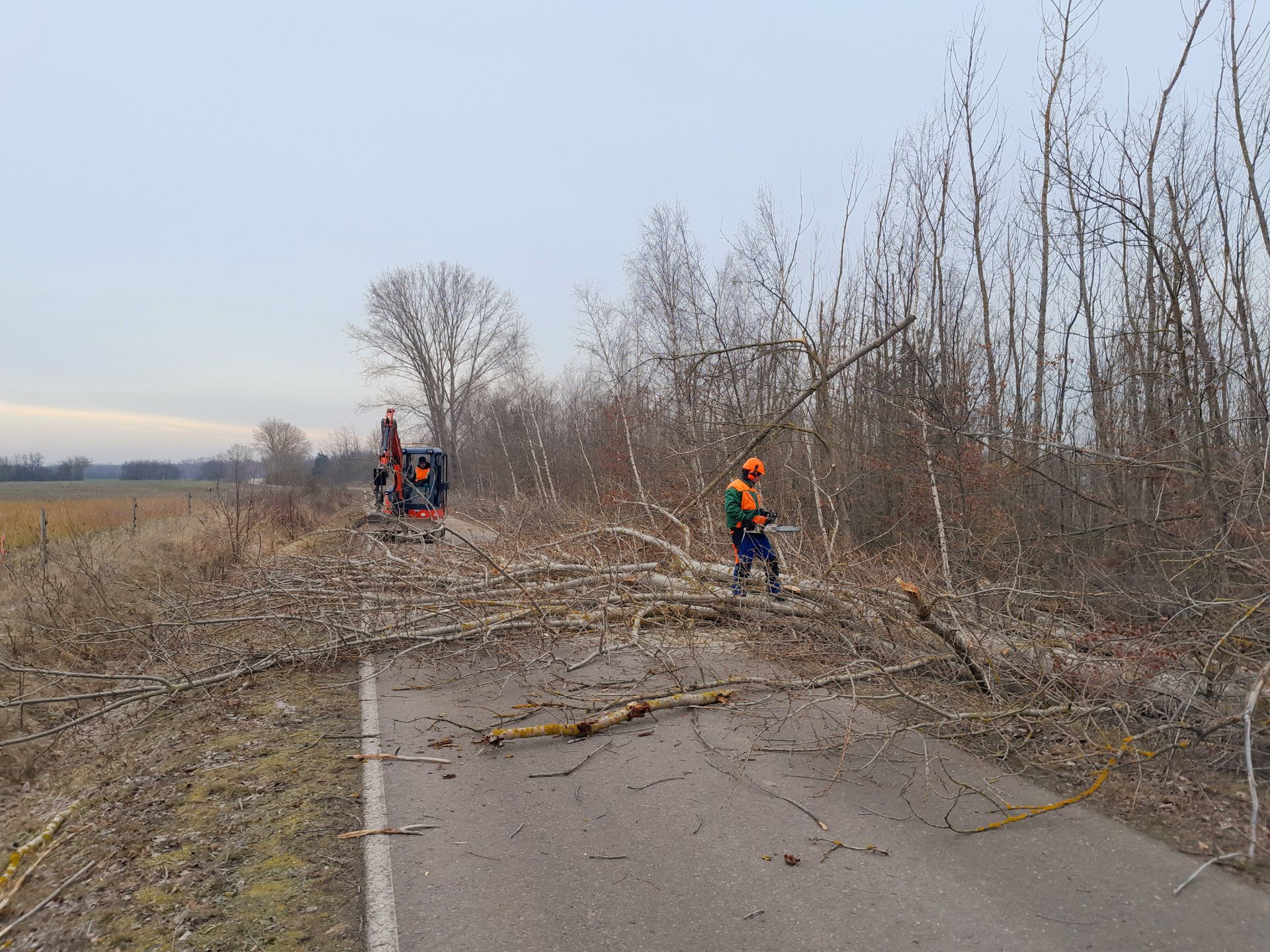 Ein Mann fällt am Straßenrand einen Baum.