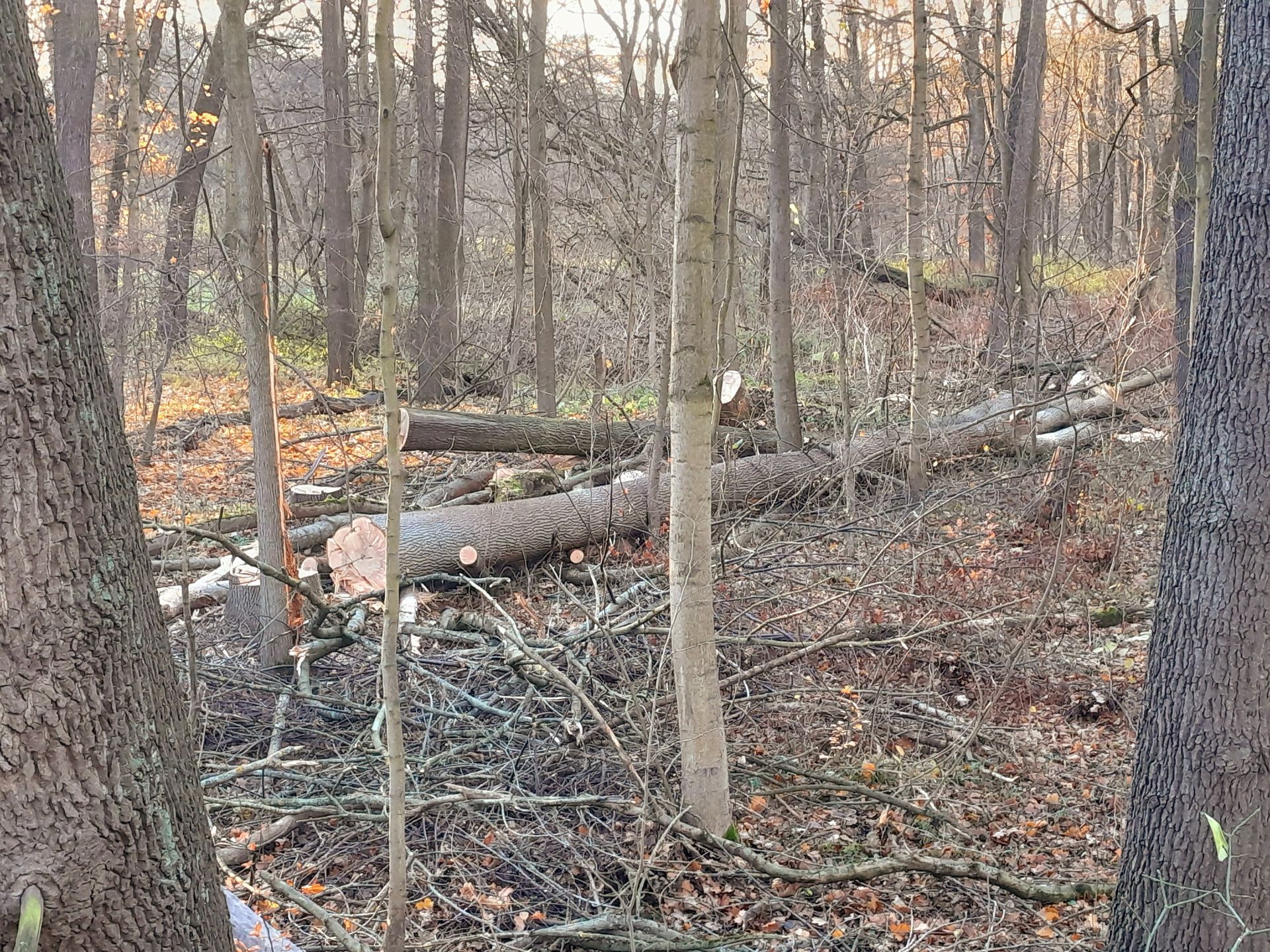 Ein Wald mit vielen umgestürzten Bäumen und Ästen.