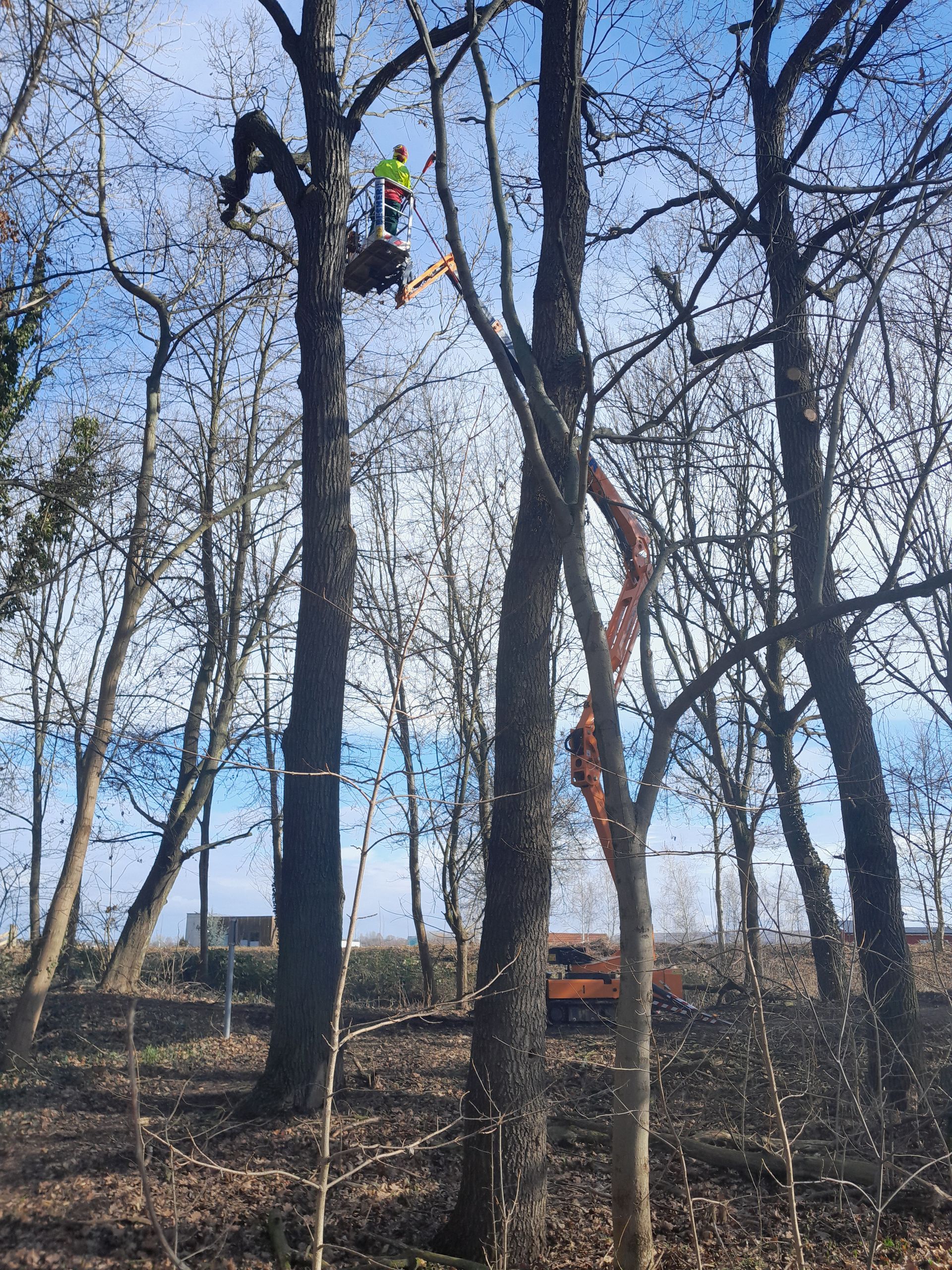 Ein Mann fällt im Wald mit einem Kran einen Baum.