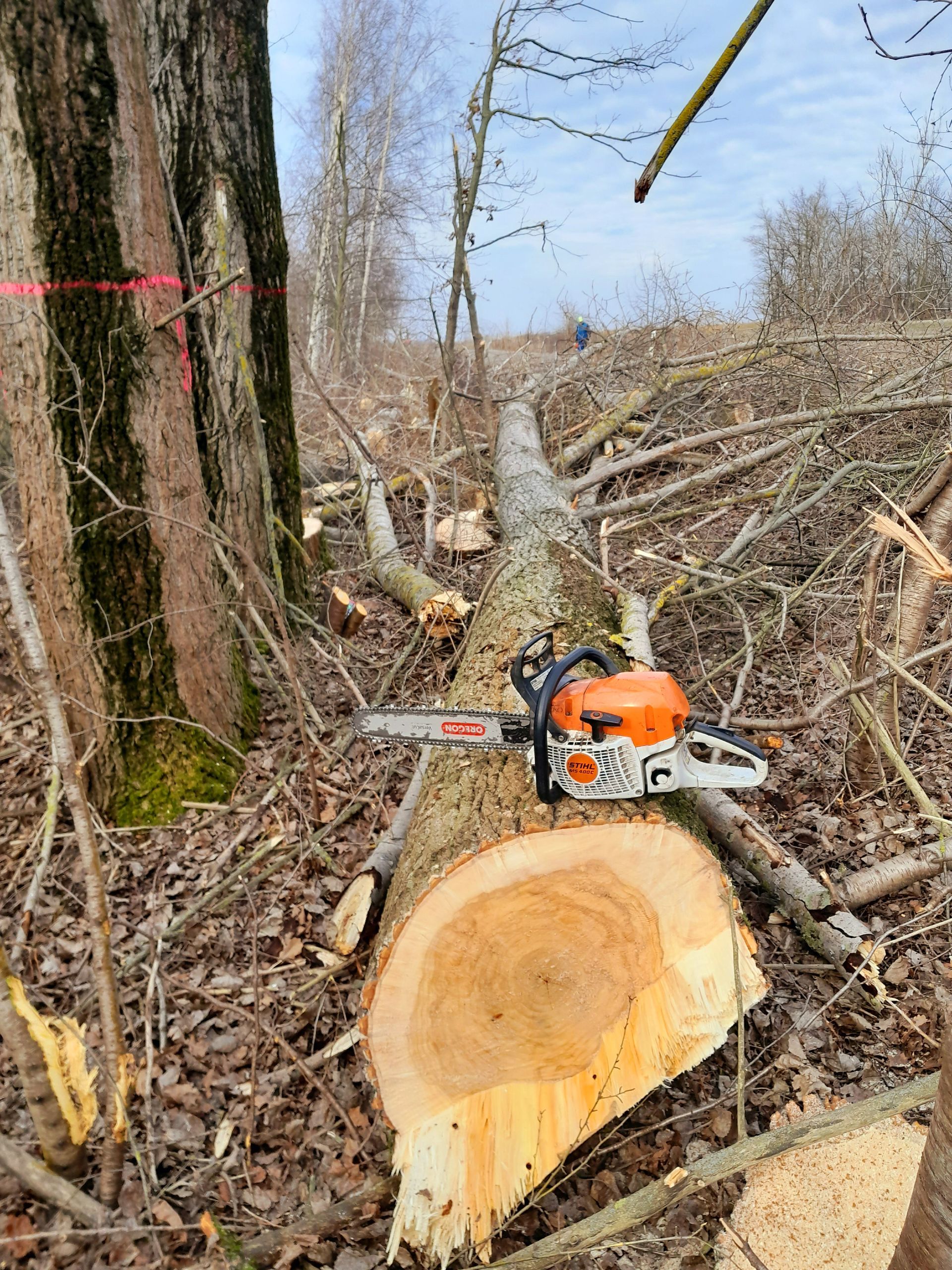 Auf einem Baumstamm im Wald liegt eine Kettensäge.